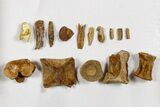 Clearance Lot: Marine Fossils From Angola, Africa - Specimens #259518-1